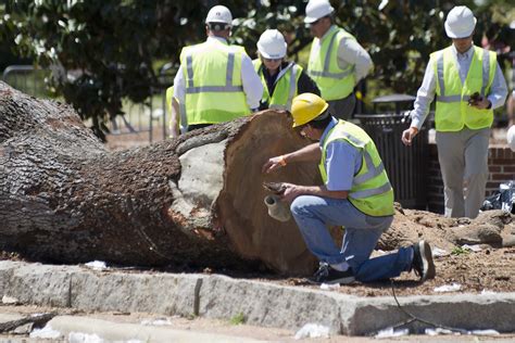 toomer's oak tree poisoning